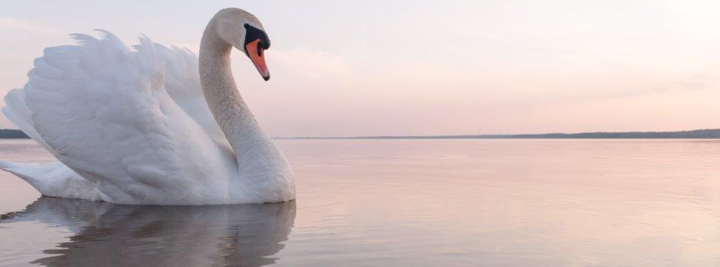 Schwan
