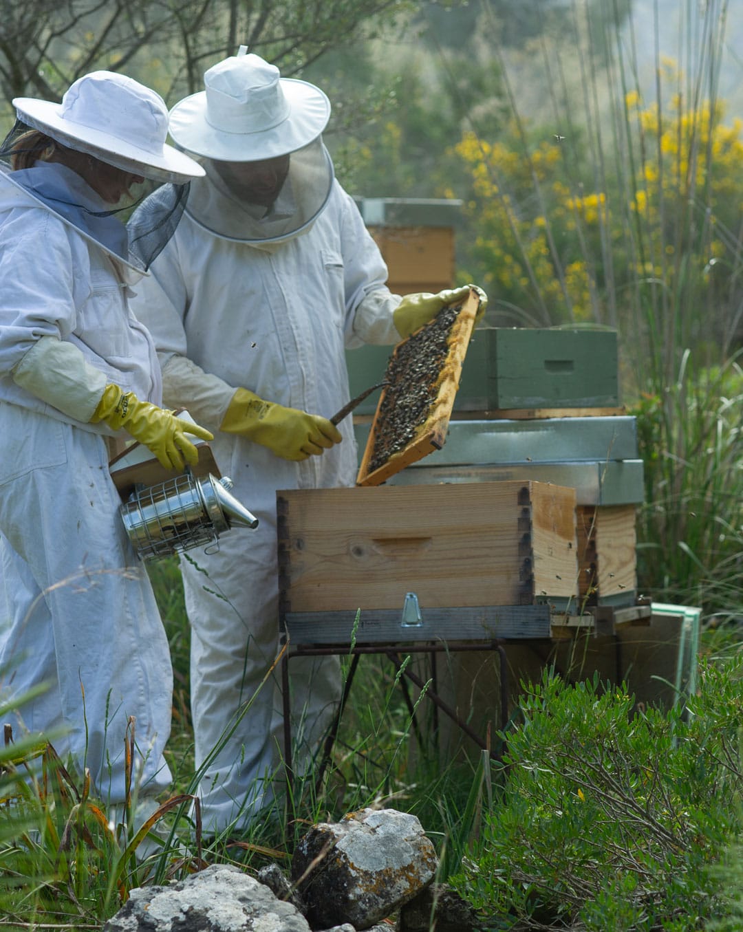 Es Racó D’Artà - Adventure, Bees