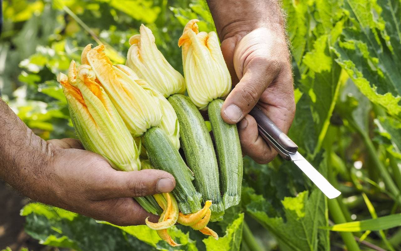 Monaci delle Terre Nere Gemüse aus dem Garten