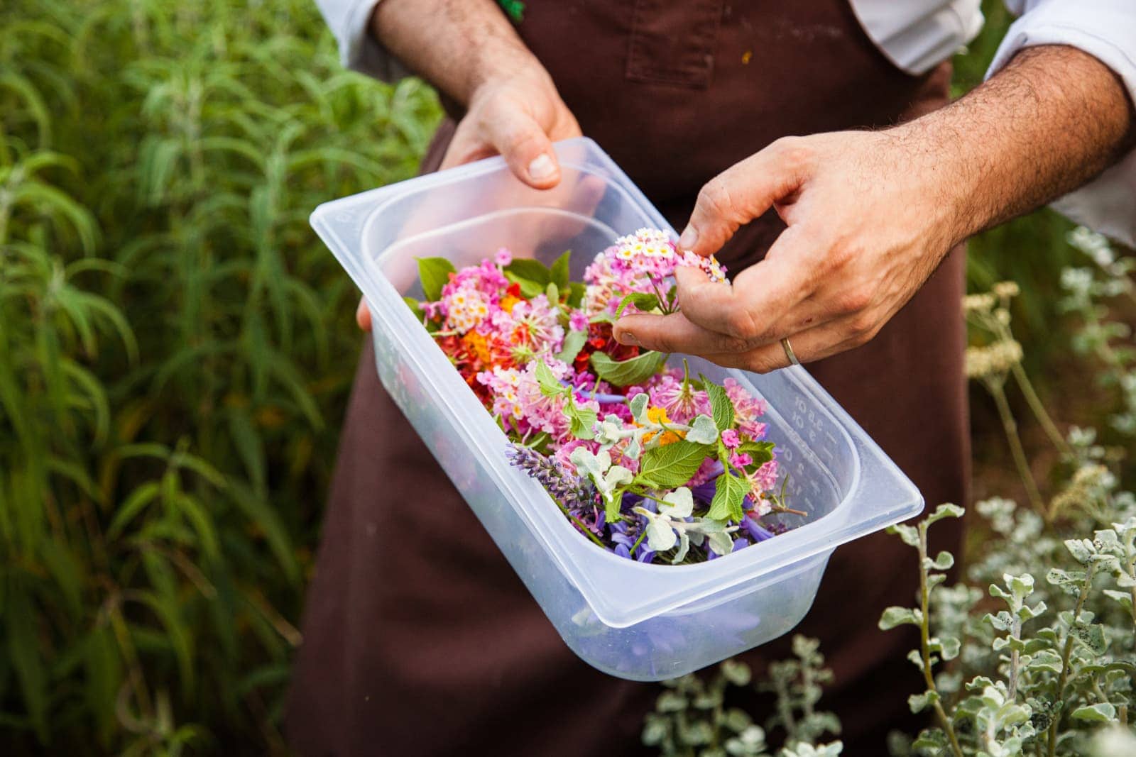 Monaci delle Terre Nere herbs from the garden